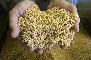 From Waste To Wealth: Maggot Farming Made Easy